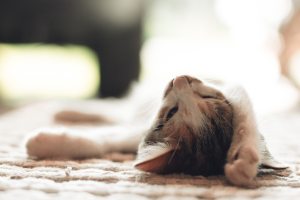 Sleep