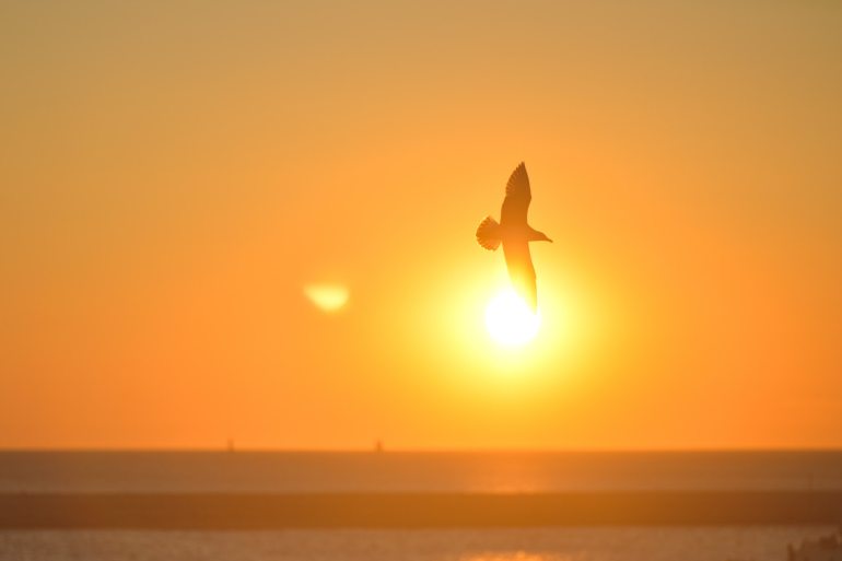 sunset-bird-sunrise-animal
